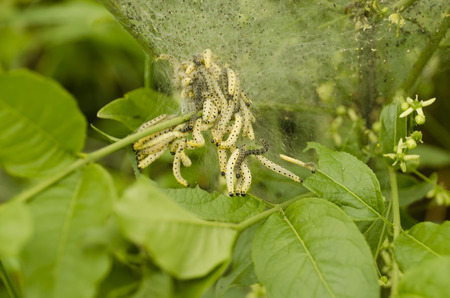 a cluster of caterpillars per plantの写真素材