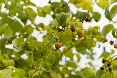 Raspberry fruit yellow on the plantの写真素材