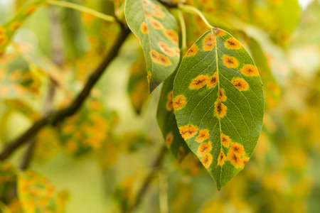 Disease Gymnosporangium sabinaeの写真素材