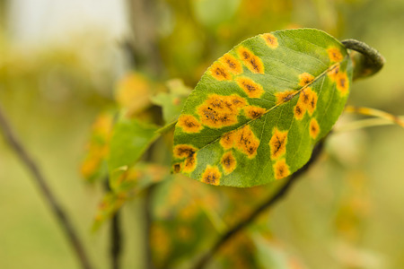 Disease Gymnosporangium sabinae