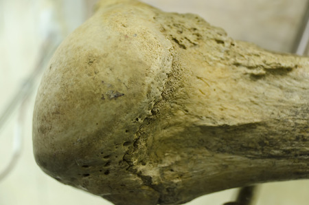 end of the bone discovery