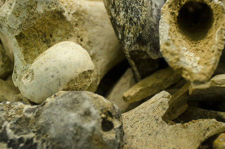 dig through a pile of bonesの写真素材