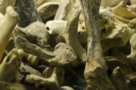 dig through a pile of bonesの写真素材