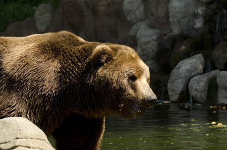 adult brown bear
