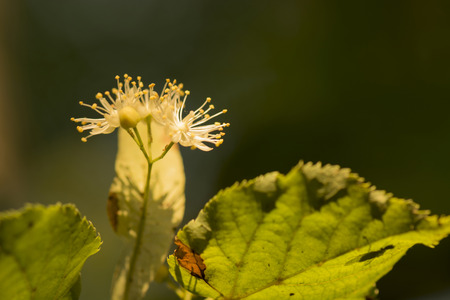 linden blossom on the treeの写真素材