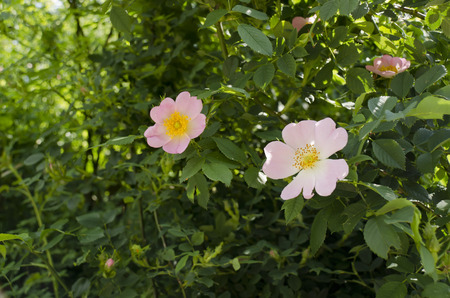 flower pink wild roses