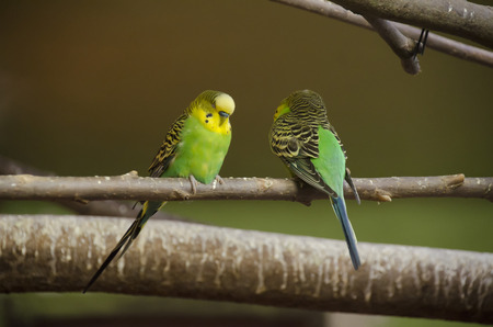 Two budgerigars on a branch
