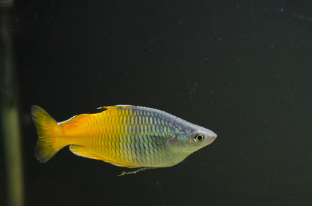 two-colored aquarium fishの写真素材