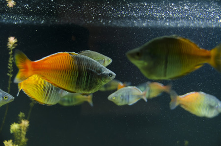 two-colored aquarium fishの写真素材