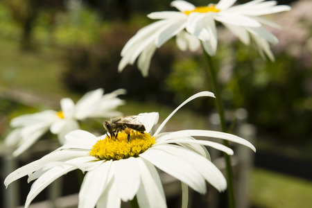 daisy flower and bee
