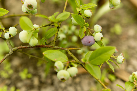 Canadian blueberries ripening on the bushの写真素材