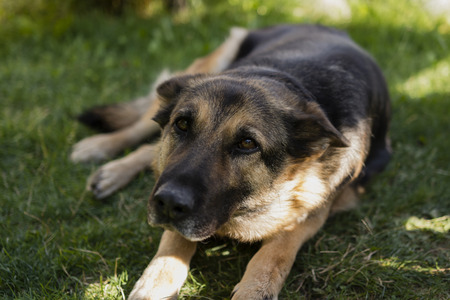 German Shepherd Dog Alsatian sadly looksの写真素材