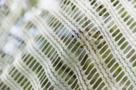 curtain covering the crop of blueberriesの写真素材