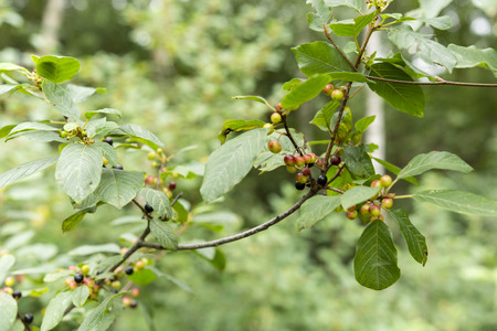 Frangula alnus, Alder Buckthorn and fruitsの写真素材