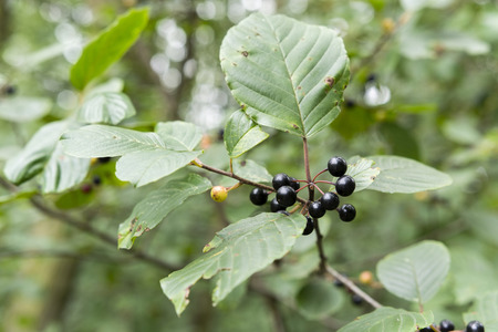 Frangula alnus, Alder Buckthorn and fruitsの写真素材