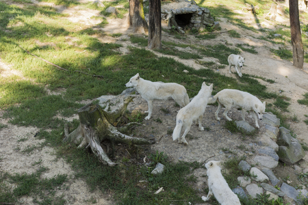 pack of white wolves top view