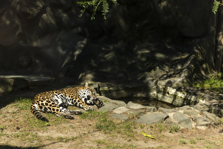 Panther resting in the sunの写真素材