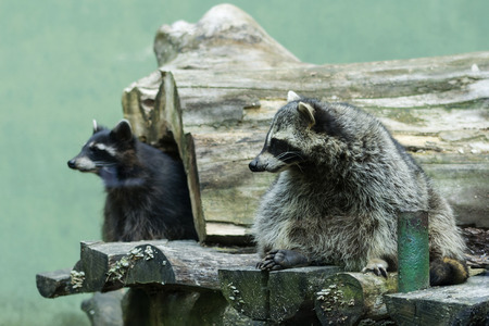 Raccoons on a tree trunkの写真素材