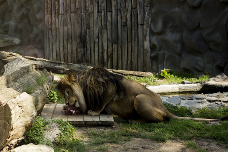 Lion strain eating meatの写真素材
