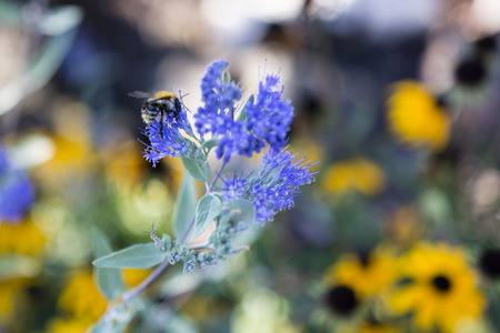 Caryopteris blue flowers and a bumblebee