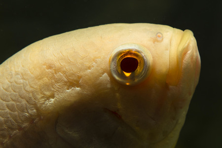 Astronotus ocellatus, big fish aquarium whiteの写真素材
