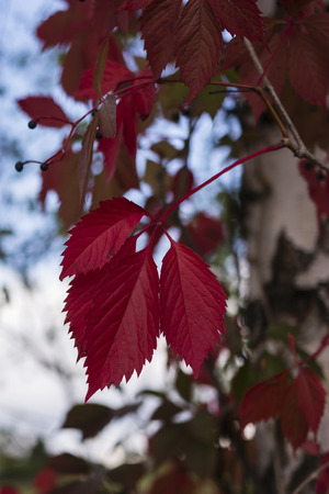 Parthenocissus quinquefolia dog wine plant wrapping five-bladed