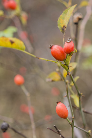 dog-rose red fruits on the bushの写真素材
