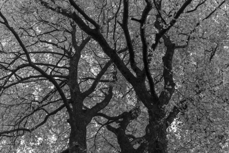 BW Photography treetops chestnutsの写真素材