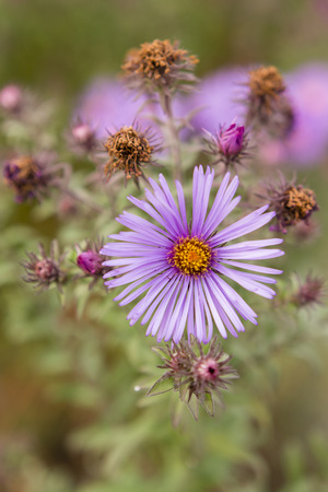 aster flower in the gardenの写真素材