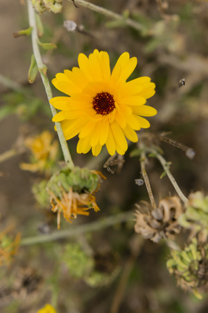 Flower marigold yellowの写真素材
