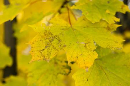 autumn leaves on a maple treeの写真素材