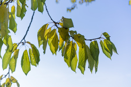 cherry leaf colors in autumn timeの写真素材
