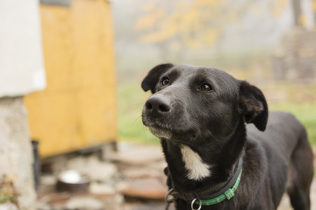street dog mix-looking blackの写真素材