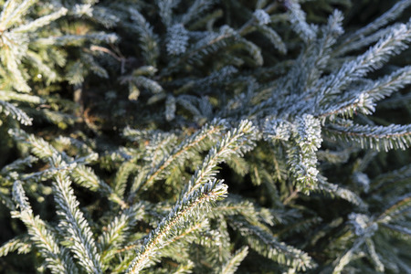 spruce branch with morning frost