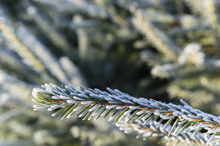 spruce branch with morning frostの写真素材
