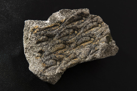 fossilized tree bark Clubmoss part
