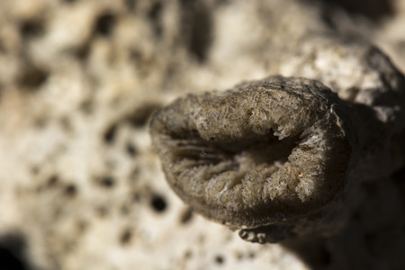 anemone withered on stoneの写真素材