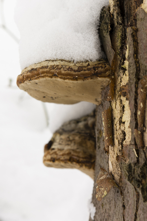 edible mushrooms on a tree trunk snowy snow in winter