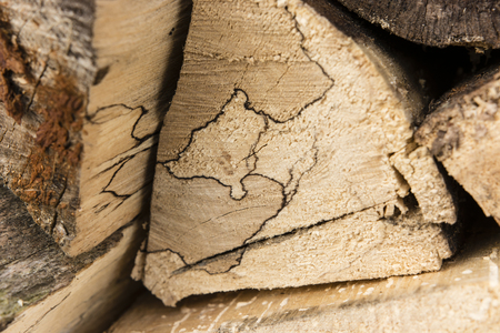 drawing in the fuel log woodの写真素材