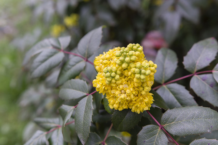 yellow flowers with stiff leaves on the bushの写真素材