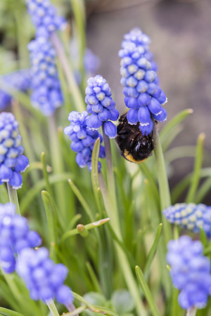 Bumblebee Pollinating blue flower in rockersの写真素材