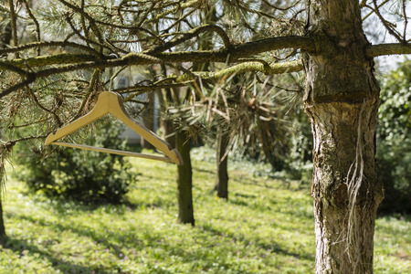 Wood Hanger hanging on a pine branchの写真素材
