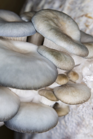 Oyster mushroom growing from a seedling bagsの写真素材