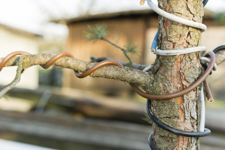 bonsai pine wrapped wire for shaping branchesの写真素材