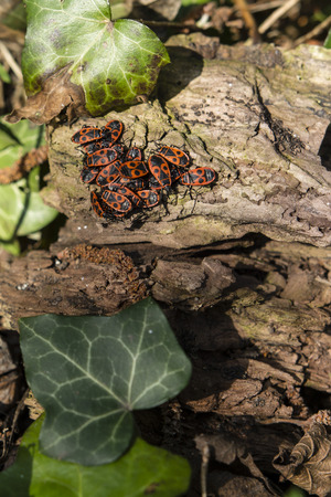 Family bugs basking in the sun on the bark of a tree