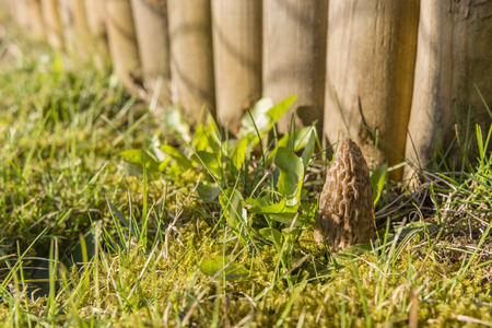 morel mushroom common in the grass near a wooden palisade - Morchella Esculenta