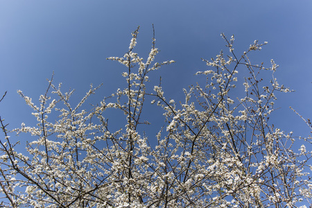 flowering plum tree with blue sky in the background