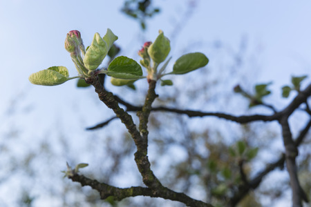 pink blossoms on apple treeの写真素材