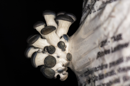 Oyster mushroom growing from a seedling bagsの写真素材