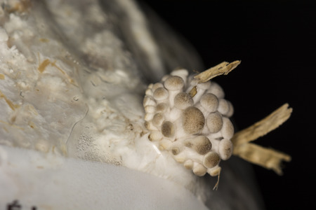 Oyster mushroom growing from a seedling bagsの写真素材
